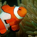 fishguy6564