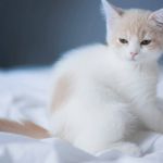 AncientCatz